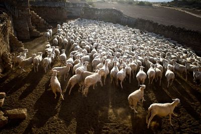 High angle view of sheep