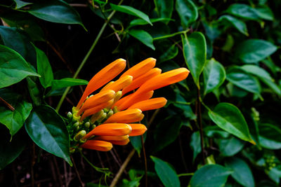 Close-up of flower blooming outdoors