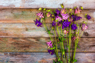 Purple flowering plants on wood against wall