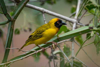Yellow bird perching on plants