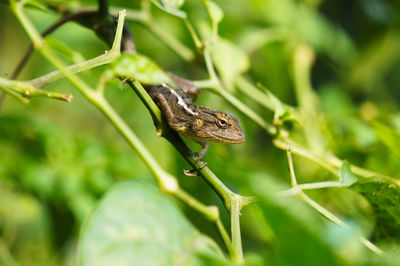 Close-up of butterfly on leaf