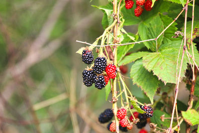 Close-up of red berries growing on plant