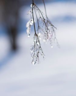 Close-up of frozen plant