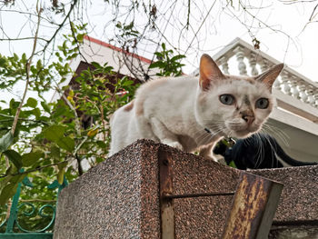 Portrait of a cat