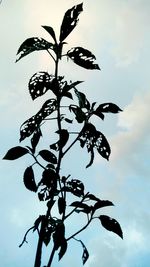 Low angle view of silhouette tree against sky