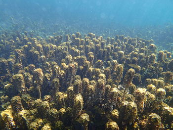 Close-up of coral in sea