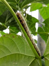 Close-up of insect on leaves