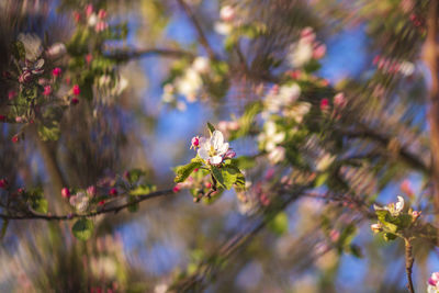 Close-up of purple flowering plant