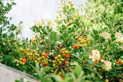 Close-up of fruits growing on tree