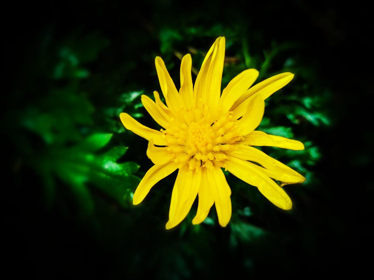 flower, flowering plant, yellow, fragility, vulnerability, plant, freshness, petal, beauty in nature, flower head, inflorescence, close-up, growth, nature, no people, focus on foreground, selective focus, outdoors, day, pollen, black background