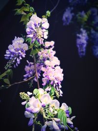 Close-up of purple flowers