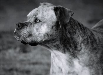 Close-up of dog outdoors