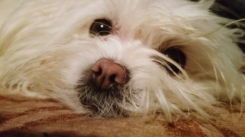 Close-up of dog relaxing