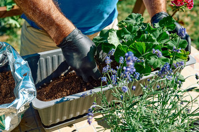 Hands of a man with black gloves pouring ground in flower pot for replanting geraniums. 