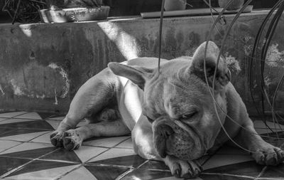 Close-up of dog sleeping