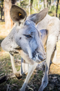 Close-up of an animal on land