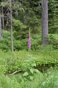 Purple flowering plants on land in forest