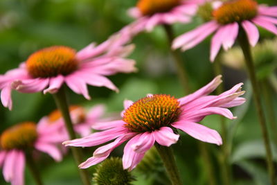 Close-up of pink flower