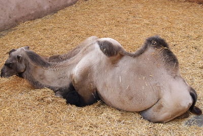 High angle view of animal resting on field