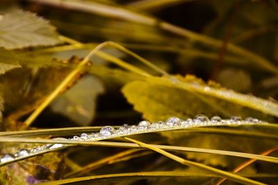 Close-up of wet leaves