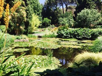 Close-up of fresh green plants in water
