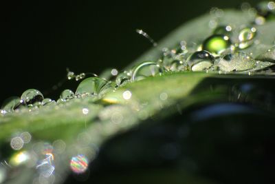 Close-up of water drops on leaf