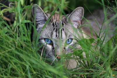 Close-up of cat in field