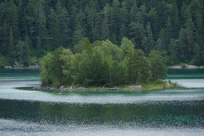 Scenic view of lake by trees in forest