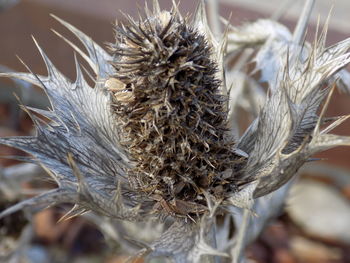 Close-up of dry flower