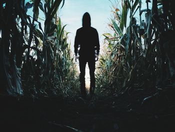 Rear view of silhouette man walking on plant