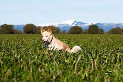 Dog on field against sky