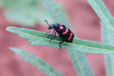 Close-up of insect on leaf