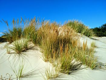 Plants growing on sand against clear sky