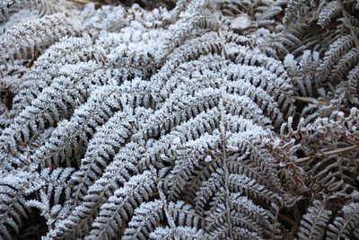 Full frame shot of snow covered flowers