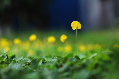 Close-up of yellow flowering plant on field