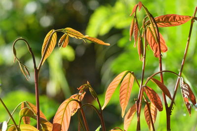 Close-up of wilted plant