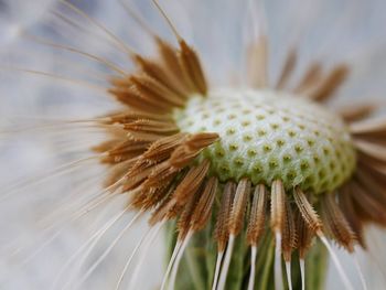  dandelion flower