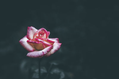 White and pink rose flower