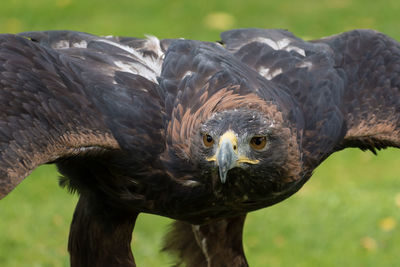 Close-up portrait of eagle