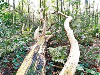 Trees in forest