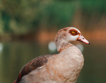 Close-up of bird