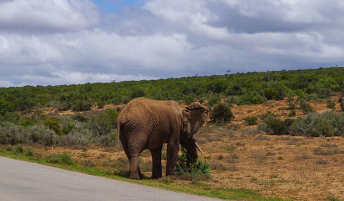 Elephant in a field