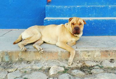 Close-up of dog