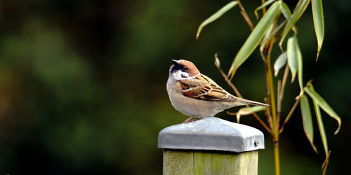 Close-up of bird perching on wooden post