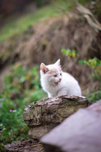 Cat sitting on a field