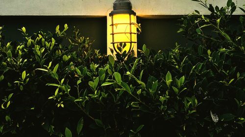 Close-up of yellow illuminated lamp in yard