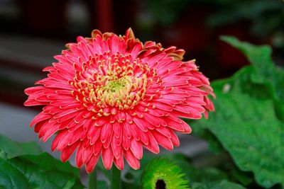 Close-up of red flower blooming outdoors