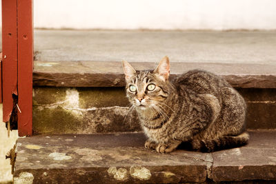 Portrait of cat sitting on steps