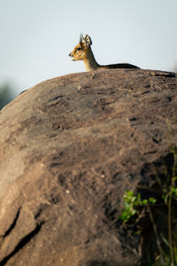 Klipspringer