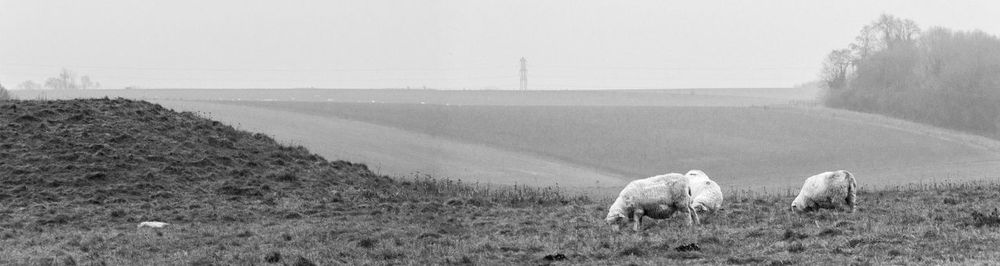 View of a horse on field